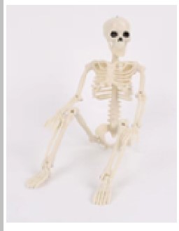 Skeleton Skorup 40cm